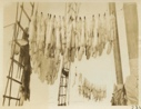 Image of Fox skins - on board the Bowdoin
